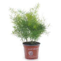 Asparagus Fern Sprengeri